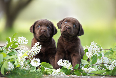 KOIRAKORTTI Labradorinnoutajan ruskeat pennut  *UUSI*