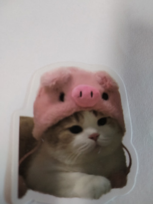 Kissa tarra.