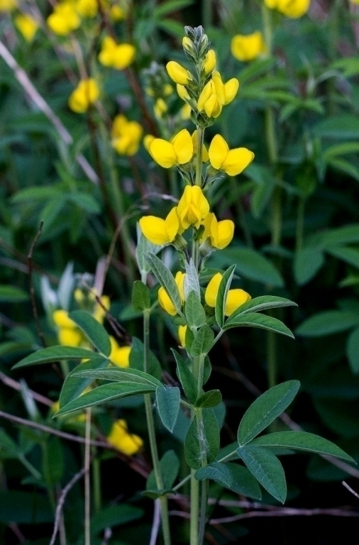 Vuorirevonpapu (Thermopsis montana), siemeniä 30 kpl