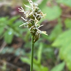 Hakarasara (Carex  spicata), siemeniä 50 kpl - pikkukuva 2