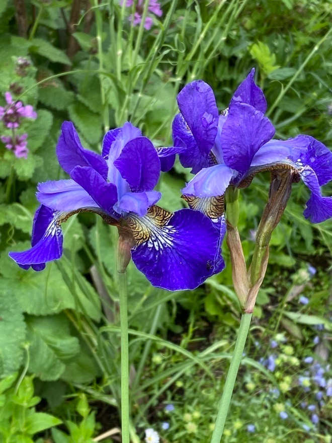 Kuningatarkurjenmiekka (Iris sanguinea), siemeniä 50 kpl