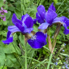 Kuningatarkurjenmiekka (Iris sanguinea), siemeniä 50 kpl - pikkukuva 1