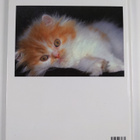 Marcus Schneck : Chats - pikkukuva 2