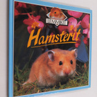 Kate Petty : Hamsterit - pikkukuva 1