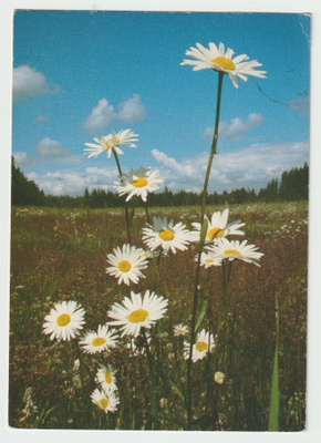 Kaleva: Päivänkakkara