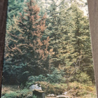 Arboretum Mustila, 47200 Elimäki, Vuorihemlokki (Tsuqa m.) - pikkukuva 1