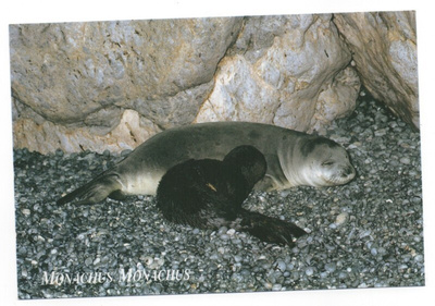 Munkkihylkeet (Monachus monachus) #120