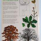 Alan Mitchell : The complete guide to trees of Britain an... - pikkukuva 2