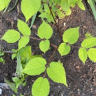 Terttuaralia (Aralia racemosa), siemeniä 50 kpl - pikkukuva 2