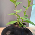 Tradescantia, juoru - pikkukuva 3