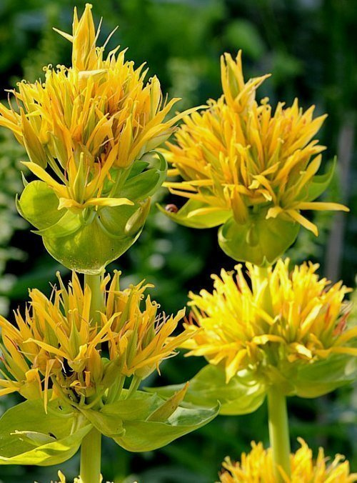 Keltakatkero (Gentiana lutea), siemeniä 50 kpl