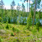 Nyt 2900 € kiinni rantatonttiin 3,9 ha erämaalammelta Jaala - pikkukuva 4