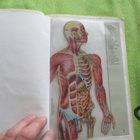 FYSIOLOGIAN JA ANATOMIAN PERUSTEET - nienstedt . hänninen,.. - pikkukuva 3