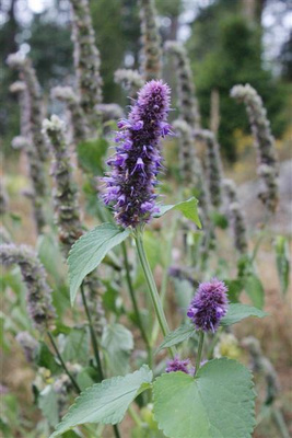 Yrtti-iiso (Agastache foeniculum), siemeniä 100 kpl
