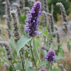 Yrtti-iiso (Agastache foeniculum), siemeniä 100 kpl - pikkukuva 1