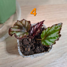 Begonian taimia - pikkukuva 5