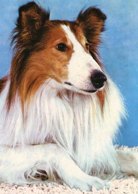 Postikortti Koira