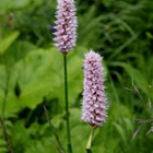 Isokonnantatar (Bistorta officinalis), siemeniä 50 kpl - pikkukuva 1