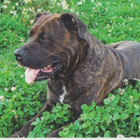 PERRO DE PRESA MALLORQUIN POSTIKORTTI - pikkukuva 1