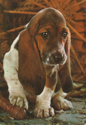 BASSET POSTIKORTTI