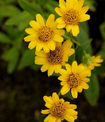 Idänarnikki (Arnica sachalinensis), siemeniä 50 kpl