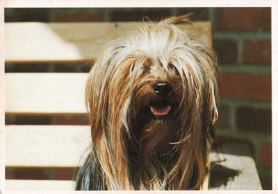 KOIRA POSTIKORTTI