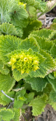 Kultasyyläjuuri (Scrophularia chrysantha), siemeniä 50 kpl