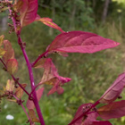 Hentosavikka (Lipandra polysperma), siemeniä 100 kpl - pikkukuva 2