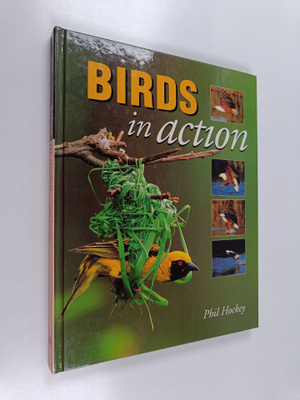 Phil Hockey : Birds in action