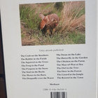 animal habitats - the kestrel in the town mike birkhead - pikkukuva 3