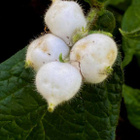 Liuskakuumejuuri (Triosteum pinnatifidum), siemeniä 10 kpl - pikkukuva 3