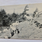 VANHA Postikortti Helsinki Korkeasaari 1900-l - pikkukuva 1