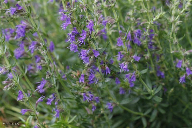 Iisoppi (Hyssopus officinalis), siemeniä 50 kpl