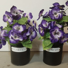 2x kangasorvokki Flowers-ruukussa - pikkukuva 1