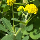 Nurmimailanen (Medicago lupulina), siemeniä 50 kpl - pikkukuva 2