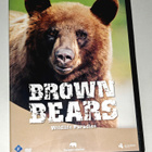 Brown Bears - pikkukuva 1