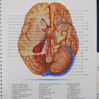 Atlas of Normal Anatomy - pikkukuva 3