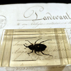 Natura Obscura – Entomologinen näyte no. 322 - pikkukuva 3