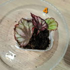 Begonian taimia 4kpl - pikkukuva 4