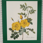 Taidejuliste/art print, 4 kpl ruusuaiheisia, P-J Redoute - pikkukuva 5