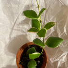 Hoya heuschkeliana. Posliinikukka. - pikkukuva 2
