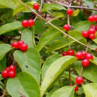 Koreankuusama (Lonicera maackii), siemeniä 30 kpl - pikkukuva 2