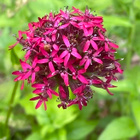 Balkaninkohokki (Silene asterias), siemeniä 50 kpl - pikkukuva 1