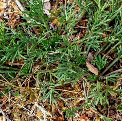 Ketomaruna (Artemisia campestris), siemeniä 100 kpl