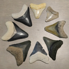 8 eri väristä jättihai megalodonin poikashammasfossiilia - pikkukuva 2