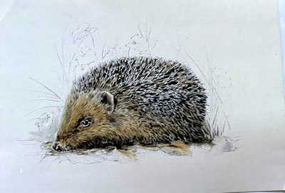 Siili Igelgott