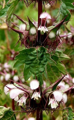 "Piikkikotilokukka" (Moluccella spinosa), siemeniä 30 kpl