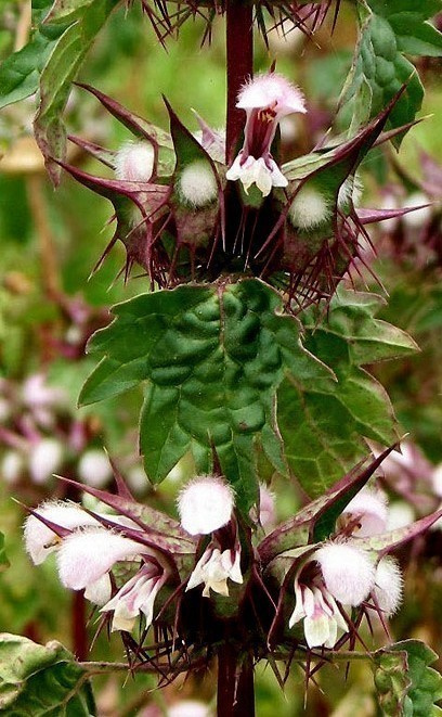 "Piikkikotilokukka" (Moluccella spinosa), siemeniä 30 kpl