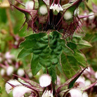 "Piikkikotilokukka" (Moluccella spinosa), siemeniä 30 kpl - pikkukuva 1