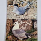 R. Jones : Birds of the Coast - Sea Birds - pikkukuva 2